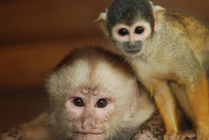 3-Day Eco Amazonia Lodge in the Amazon Jungle ECOMAGICO - Group Size and Personalized Service