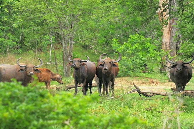 3 Days Koshi Tappu Wildlife Reserve Tour From Kathmandu - Accommodation and Transportation Details