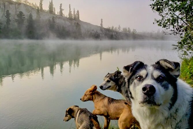 3 Days Tour Fall Color in Yukon From Whitehorse - The Sum Up