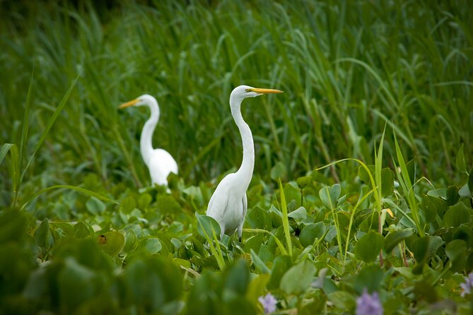 3-Days Wildlife Tour to the Tamshiyacu-Tahuayo Reserve at Curassow Amazon Lodge - Accommodation at Curassow Amazon Lodge