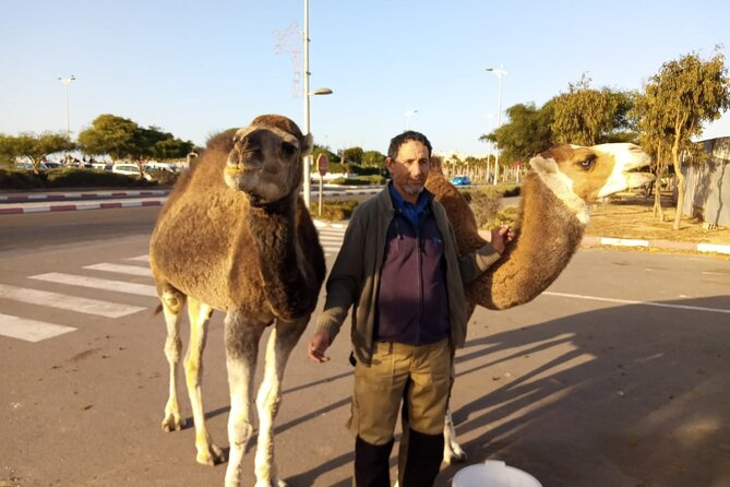 3-Hour Camel Ride at Sunset - Inclusions