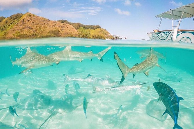 3-hour Lagoon Snorkeling Tour - Private Tour - Common Questions