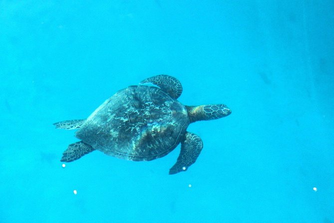 3-hour Lagoon Snorkeling Tour - Shared Tour - Singing and Playing Drums on the Boat