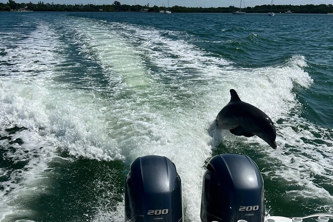 3 Hour Snorkeling, Shelling in St. Petersburg, FL, (Private Boat) - Wildlife Encounters in the Gulf of Mexico