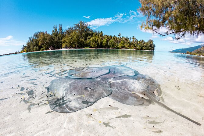 3-Hour Snorkeling Tour - Reviews