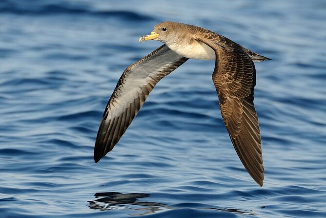 3-Hour Sunset Boat Trip With Dolphin Watching - Pricing