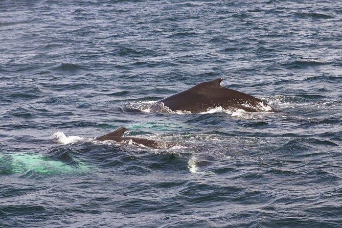 3 Hour Whale Watching Tour in Reykjavík Old Harbour - Additional Information for Participants