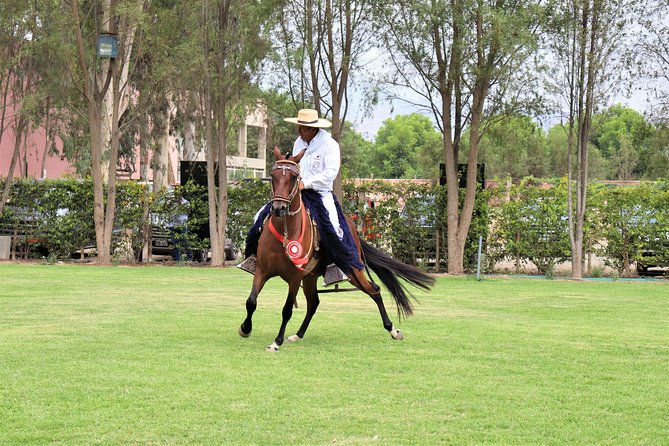 3-Hour Wine and Pisco Tour / Tacama and El Catador - Wine and Pisco Tastings