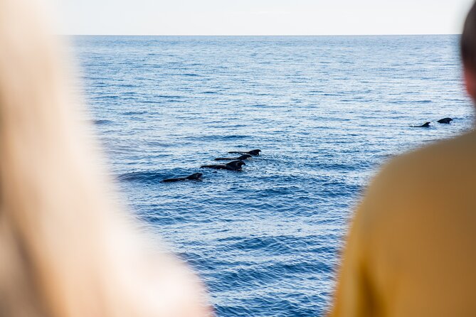 3H Catamaran Dolphin & Whale Watching! Drinks, Swimming & Lunch - Tour Highlights