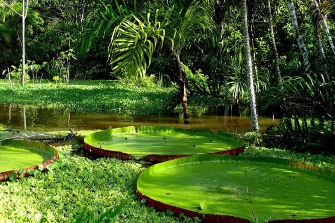 4-Day Amazon Jungle Tour at Eco Amazonia Lodge - Tips for the Amazon Jungle Tour