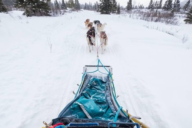 4 Day Tour in Aurora Cabin From Whitehorse - Additional Information