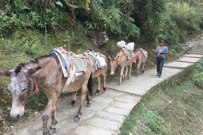 4 Days Poon Hill Trek - Traveler Photos