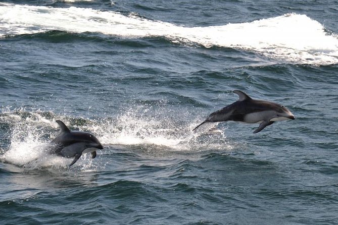 4 Hour Afternoon Whale Watching Tour - Reviews and Ratings