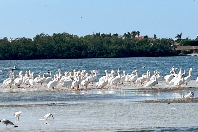 4 Hour Private Boat Tour in Sarasota Bay - Common Questions