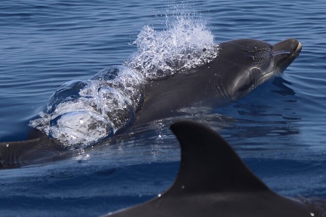 4 Hours Dolphin Watching Tour in Porto Empedocle - Common Questions