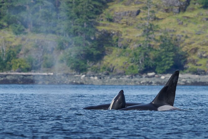 4 Hr Into the Wild Whales & Wildlife Adventure - Common Questions