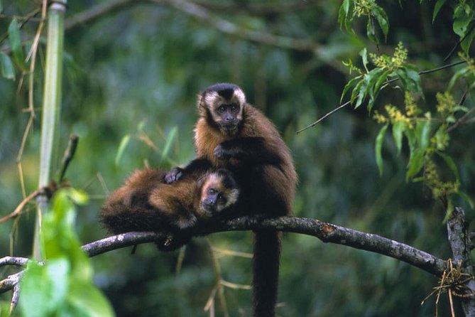 5-Day Manu Jungle All-Inclusive Small-Group Wildlife Tour  - Cusco - Pricing and Availability