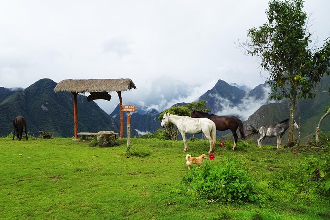 5-Day Salkantay Trail Trekking Essencial - Traveler Reviews and Recommendations