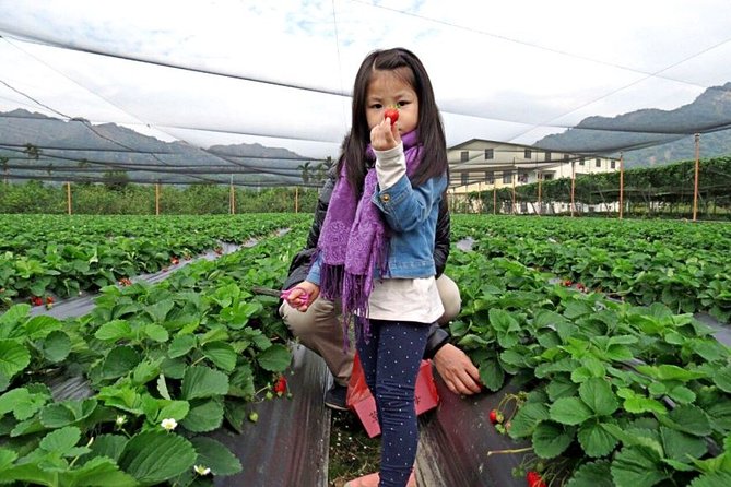 5-day Taiwan Family Fun Private Tour - Accommodation Options