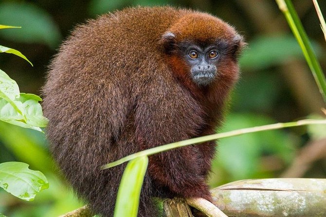 5-Day Tambopata National Reserve Tour of the Peruvian Amazon  - Puerto Maldonado - Adventure Experiences