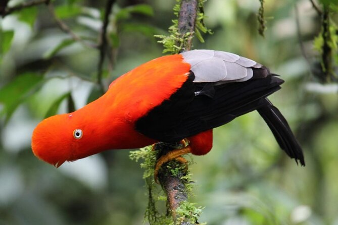 5-Days Private Manu Jungle Tour With Waterfalls and Hot Springs - Day 1 - Cusco to Cloud Forest