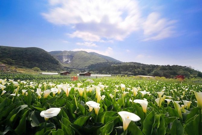 5-Hour Vegetarian Private Tour - Visit Yangmingshan and Taste Veggie Cuisine - Reviews