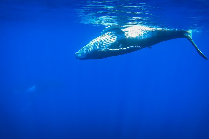 5h Respectful Whale Excursion Complete - Traveler Photos and Featured Review