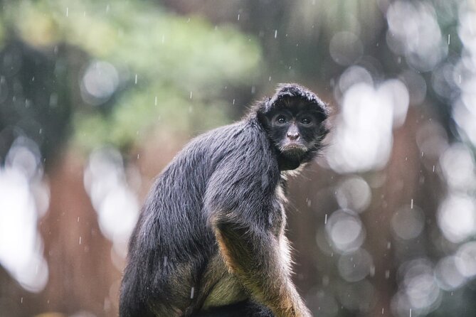 6-Day All Inclusive Guided Jungle Tour From Iquitos at Maniti Eco-Lodge - Inclusions