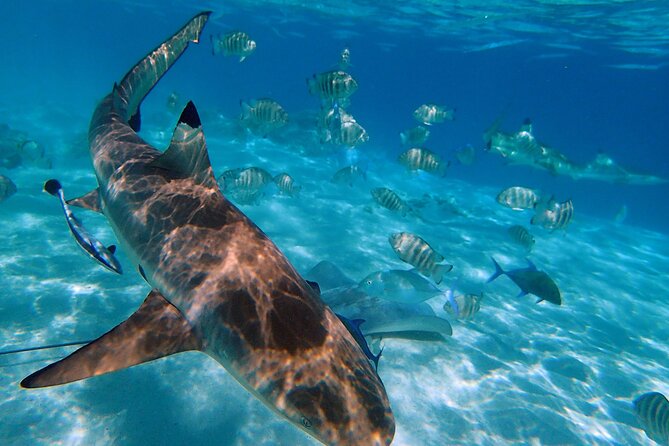 6 Hour Private Boat Activity With Snorkeling & Lunch - Cancellation Policy for the Private Boat Activity