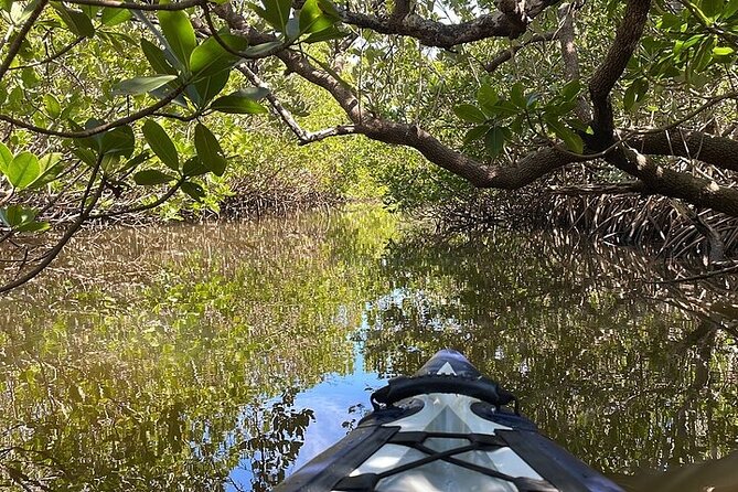6-Hr Tropical Mangroves, Coastal River and Ocean Wildlife Watch - Tour Itinerary