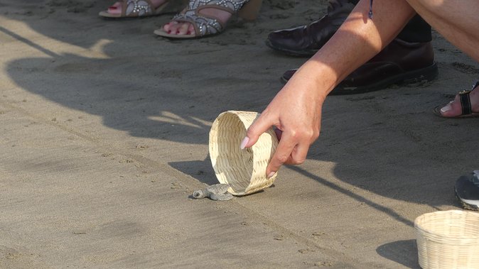 6Hr Cruise or Hotels City Tour, Divers, Baby Turtles Peace Chapel - Inclusions and Exclusions