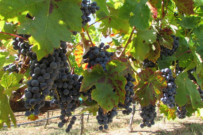 8-Hour Private, Customized Wine Tour up to 6 Guests Napa Valley & Sonoma - Traveler Photos