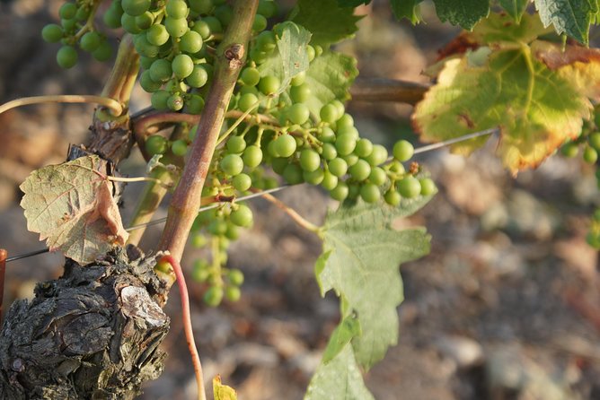 A Day in Saint-Emilion in a Small Group (Minivan Luxe) - Viator Help Center