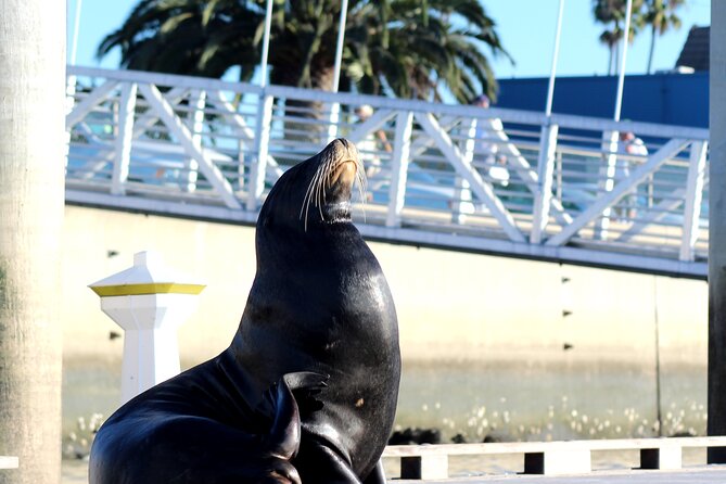 A Small-Group, Marina Del Ray Paddleboard or Kayaking Tour  - Santa Monica - Additional Information and Policies
