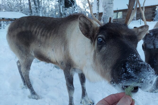 A Walk in the Woods...with REINDEER! - The Sum Up