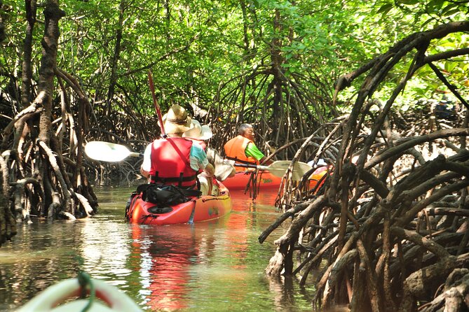 Abu Dhabi Mangrove Kayaking Tour - Common Questions