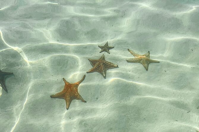 Acquarius Stingray City and Snorkel Tours - Starfish Point Experience