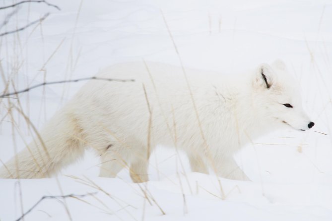 Active Winter Adventure in Yukon 5 Days - Wildlife Viewing at Yukon Wildlife Preserve