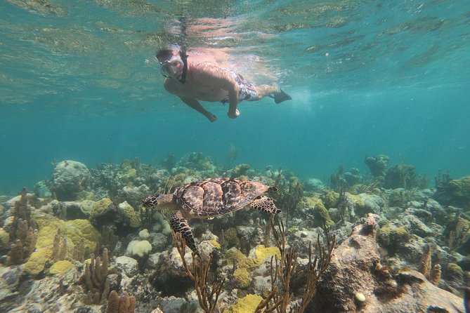 Afternoon Half Day Cruise From Providenciales With Snorkeling and Iguana Island - Tour Highlights