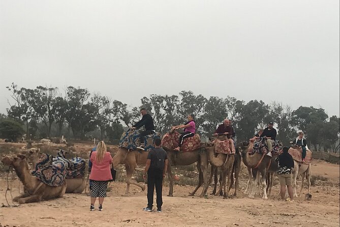 Agadir Camel Riding - Berber Villages and Eucalypt Forests