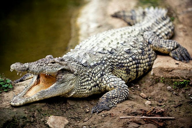 Agadir Crocodile Park Including Transfer and Tickets - Traveler Photos