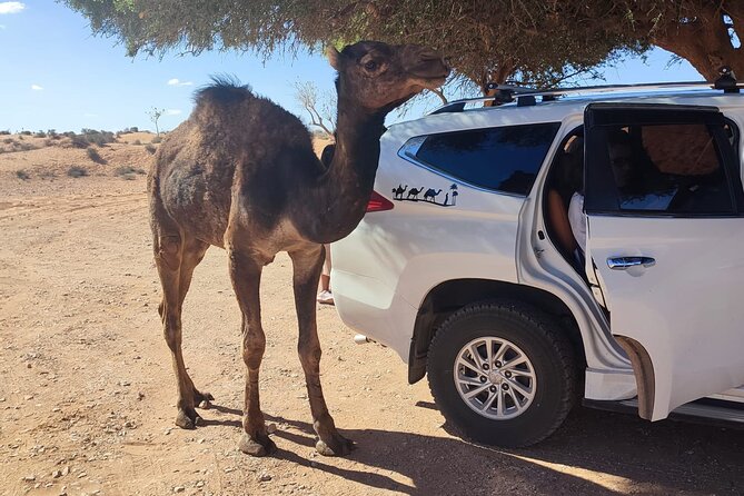 Agadir Small Desert Half Day Excursion With Lunch - Reviews and Ratings of the Agadir Small Desert Half Day Excursion