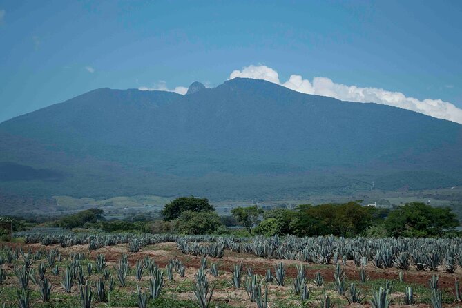 Airport - Tequila Transfer - Additional Information