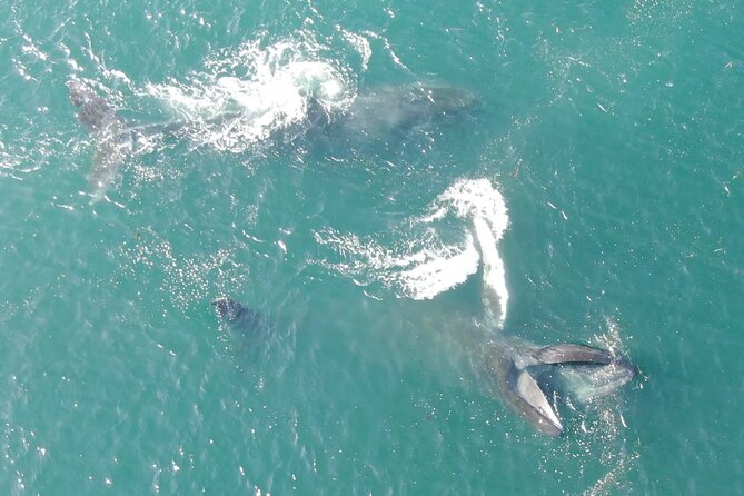Alaska Whale-Watching Cruise With Live Drone Footage  - Hoonah - Cancellation Policy