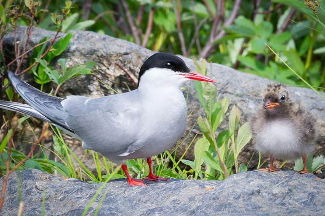 Alaska Wildlife Tour - Positive Reviews and Recommendations