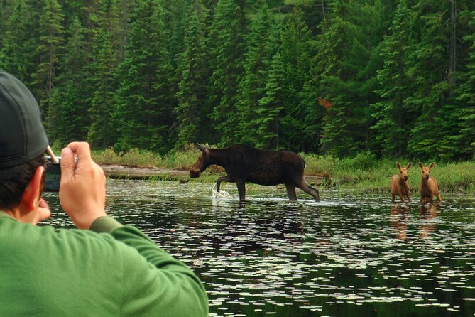 Algonquin Park 4-Day Luxury Moose/Beaver/Turtle Camping & Canoeing Adventure - Traveler Photos