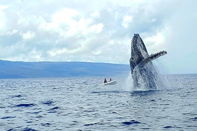 Alii VIP Whale Tour - Additional Information and Requirements