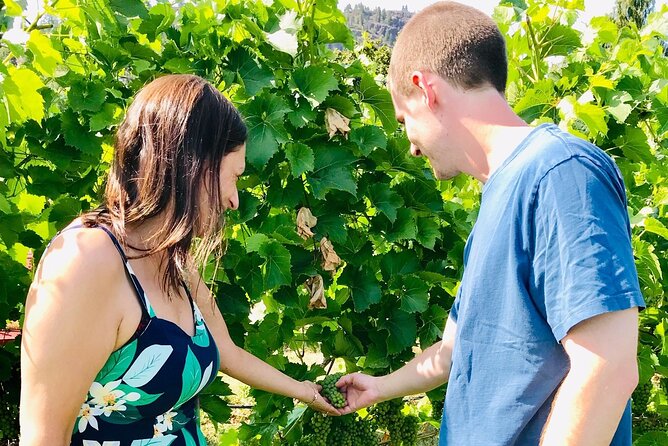 All Star Wineries of Kelowna Tour - Tour Experience