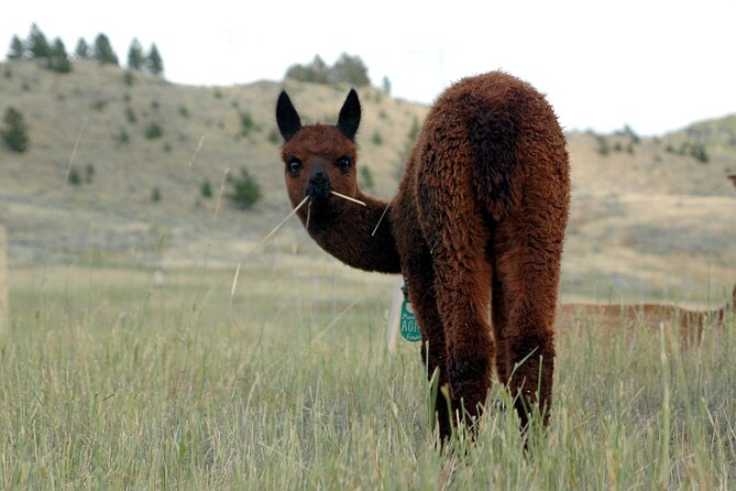 Alpaca and Llama Farm Tour - Experience