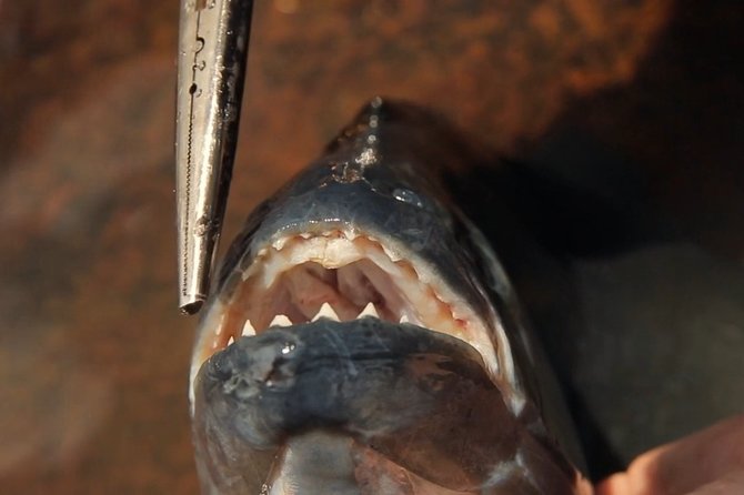 Amazon Fishing Day Tour - Piranhas in Iquitos - Traveler Photos